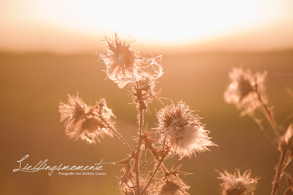 Hochzeit_pferd_ratingen_duesseldorf_fotograf (36)1